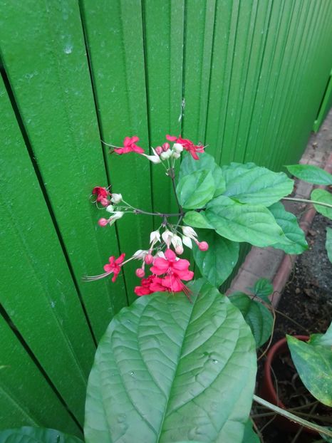  - Gradina Botanica feb 2017