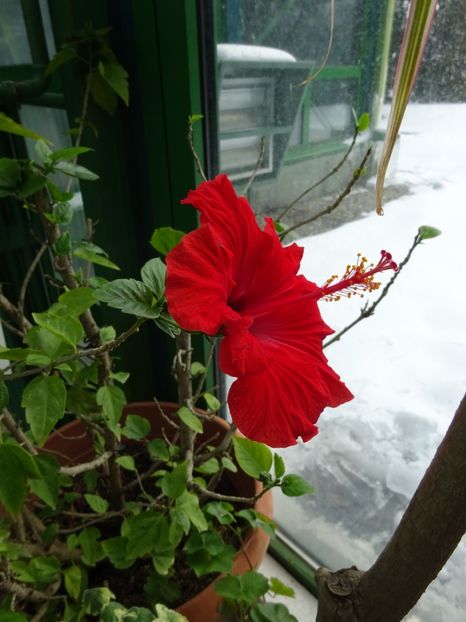  - Gradina Botanica feb 2017