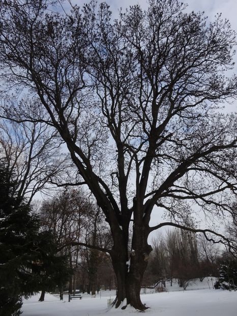  - Gradina Botanica feb 2017