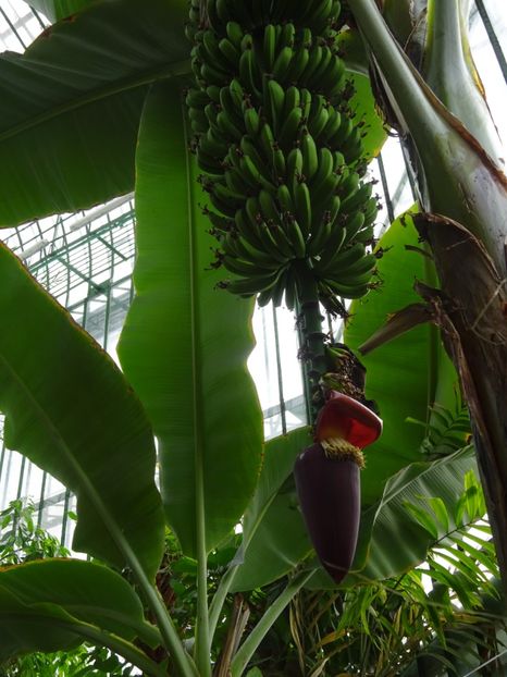  - Gradina Botanica feb 2017