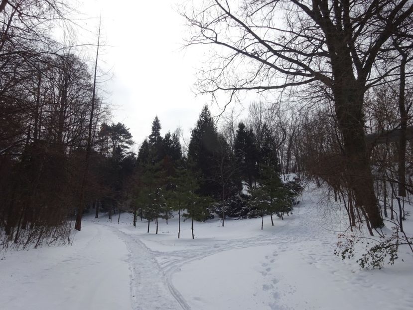  - Gradina Botanica feb 2017