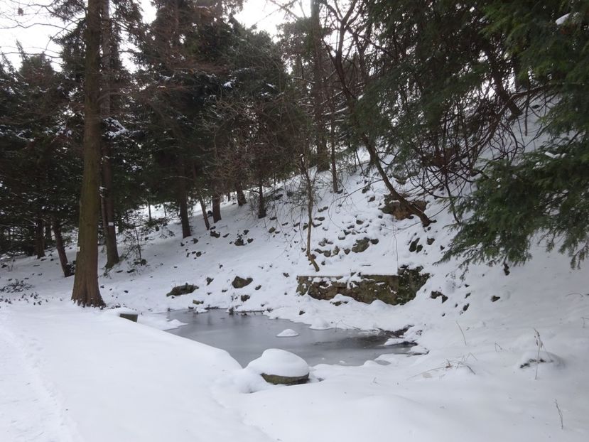  - Gradina Botanica feb 2017