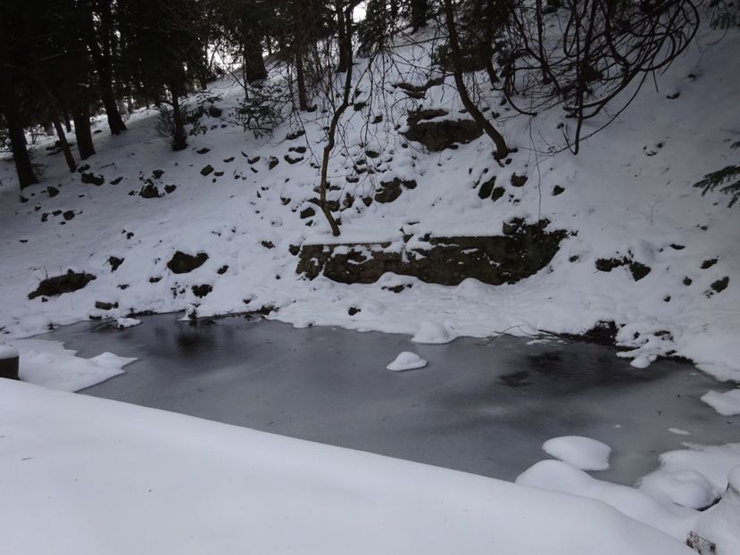  - Gradina Botanica feb 2017