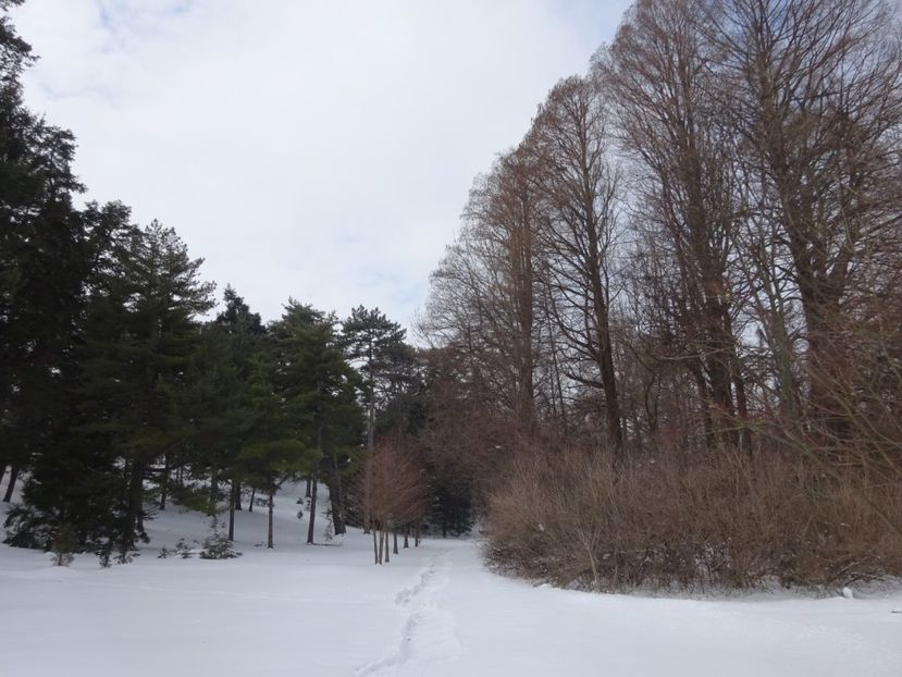  - Gradina Botanica feb 2017