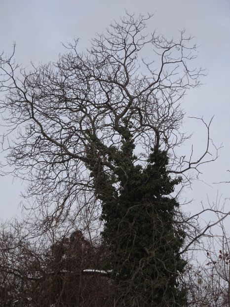  - Gradina Botanica feb 2017