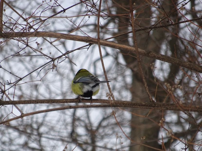  - Gradina Botanica feb 2017