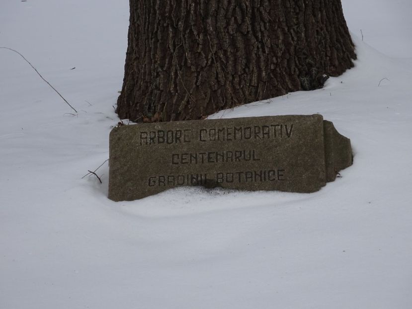  - Gradina Botanica feb 2017