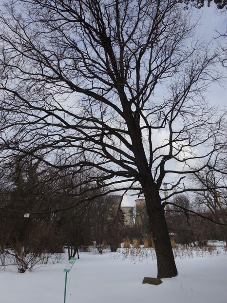  - Gradina Botanica feb 2017