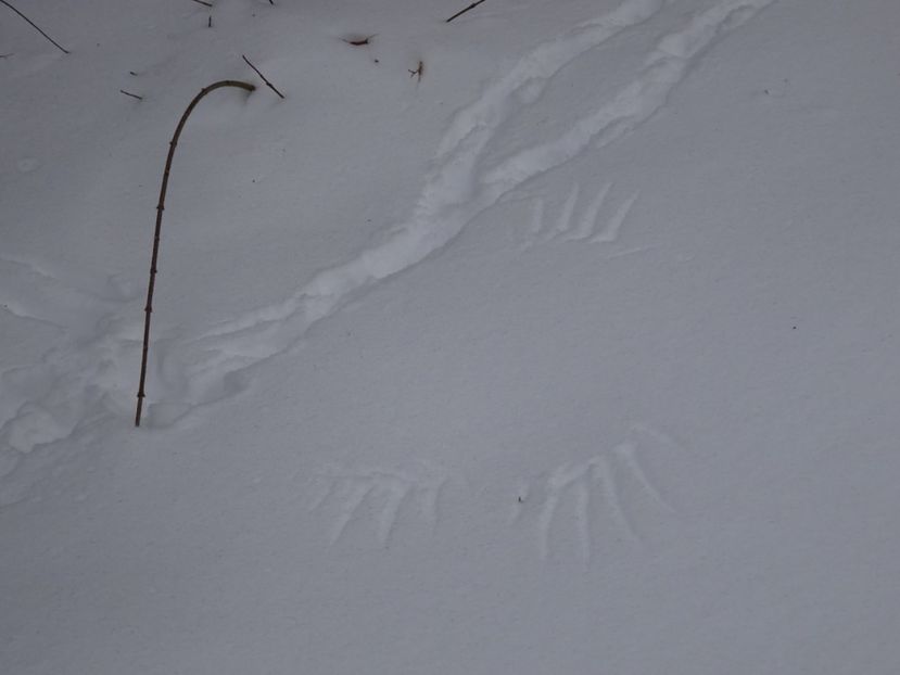  - Gradina Botanica feb 2017