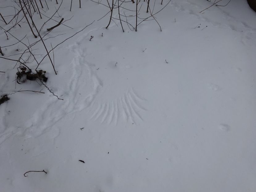  - Gradina Botanica feb 2017