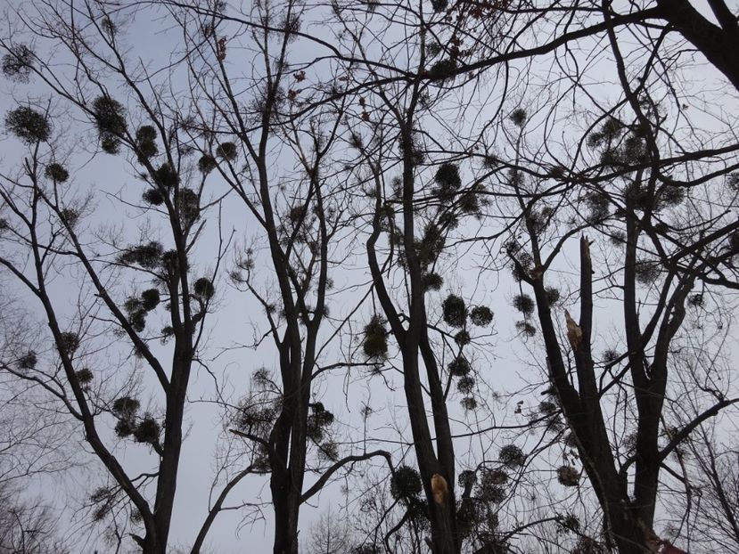  - Gradina Botanica feb 2017