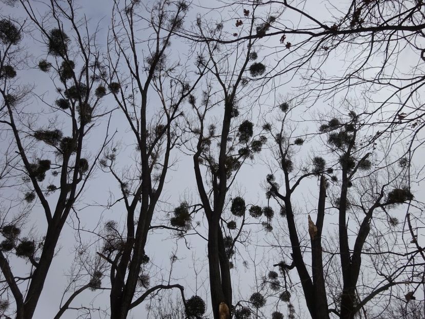  - Gradina Botanica feb 2017