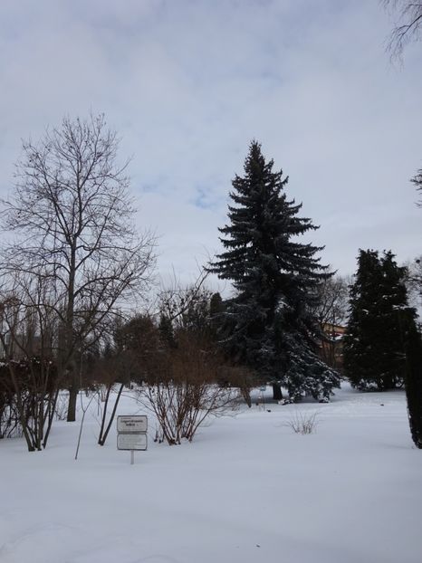  - Gradina Botanica feb 2017