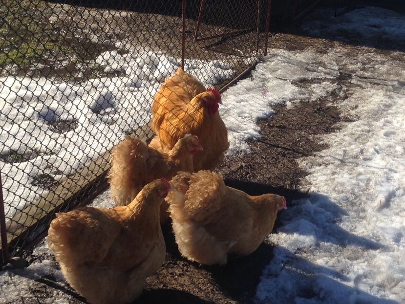  - G ORPINGTON GALBEN