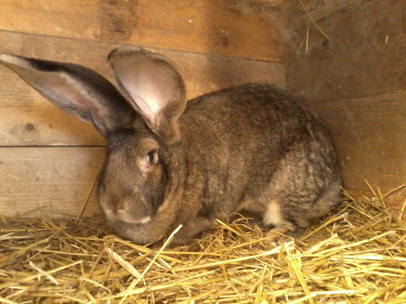 Fotografie-0055 - Iepuri urias german gri 2017