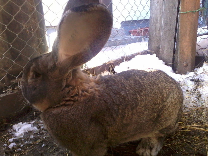 Fotografie-0072 - Iepuri urias german gri 2017