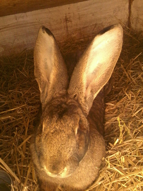 Fotografie-0078 - Iepuri urias german gri 2017