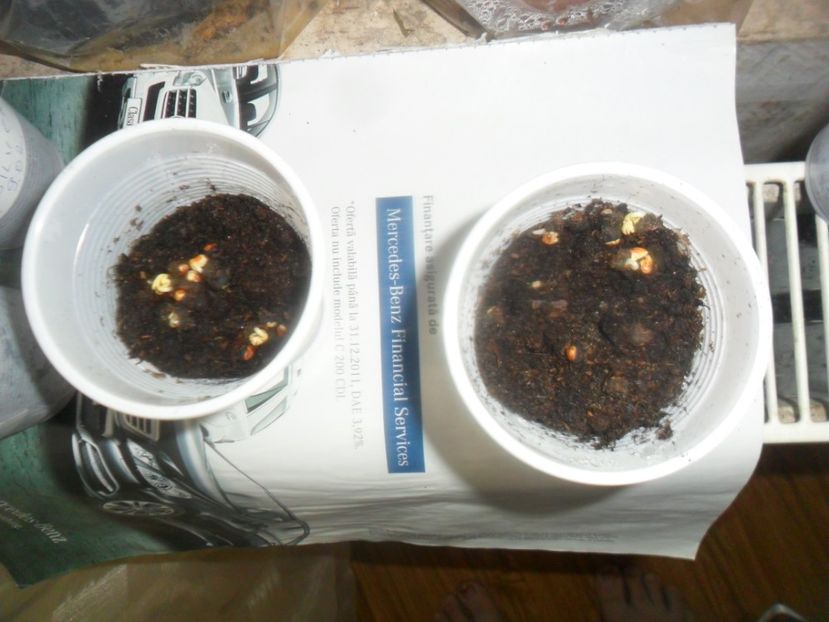 puse pe calorifer cu ceva dedesubt - metoda mea de germinare a semintelor de hibiscus tropical