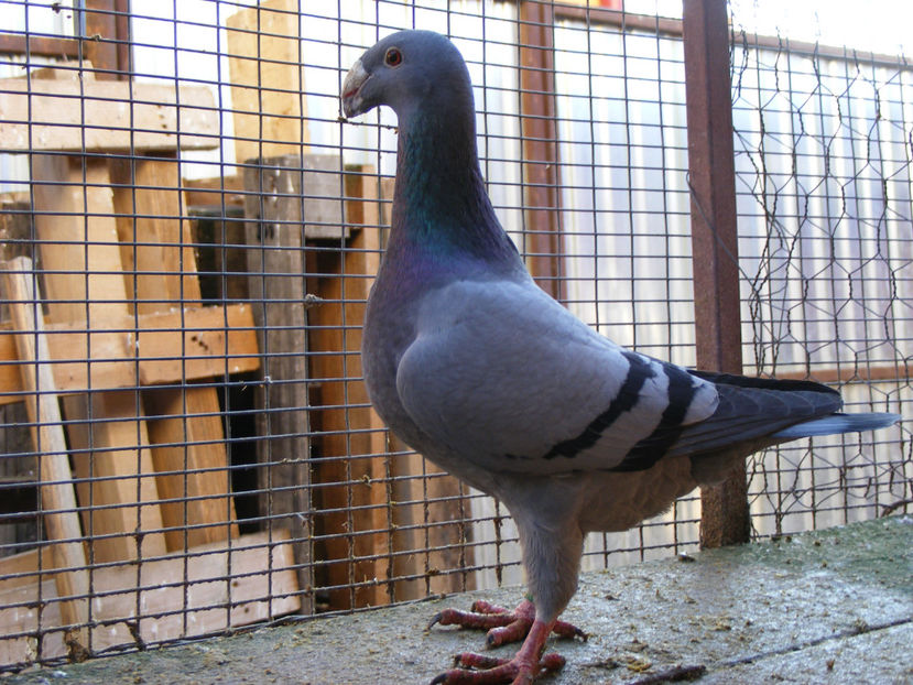 F 2013 VANDUTA FEB.2017 - PORUMBEI VINDUTI