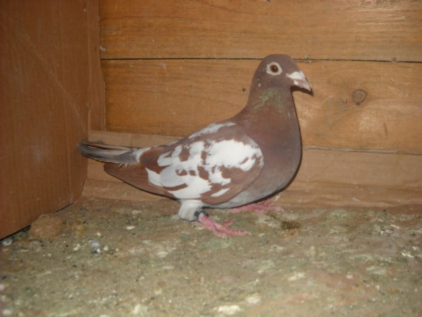 F.2016-1 - PORUMBEI VANDUTI
