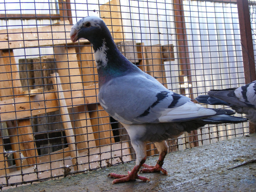 M 2016 VANDUT FEB. 2017 - PORUMBEI VINDUTI