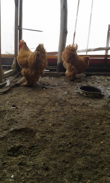  - A Cochinchina pe galben