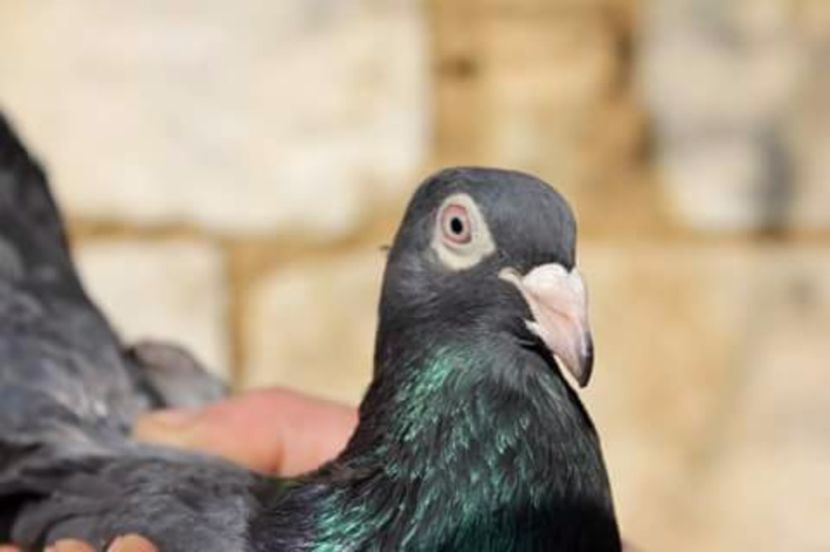  - Ratusca de Chisinau