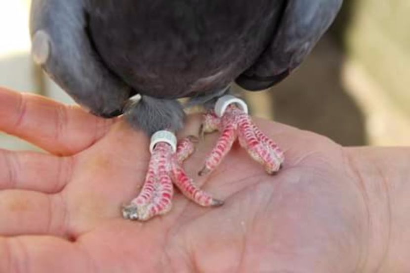  - Ratusca de Chisinau