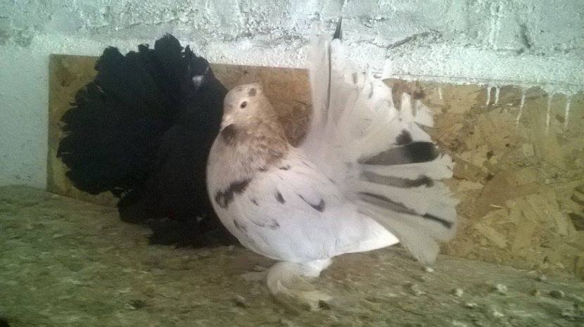  - Voltati indieni diferite culori matc             2017