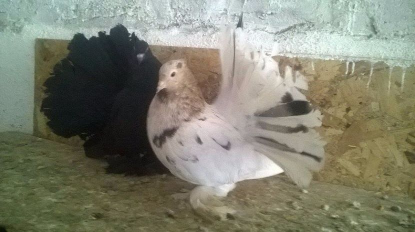  - VOLTATI INDIENI DIVERSE CULORI MATCA PENTRU 2017