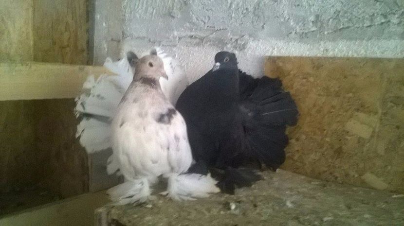  - VOLTATI INDIENI DIVERSE CULORI MATCA PENTRU 2017