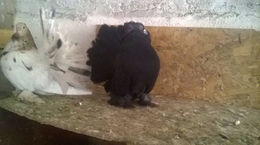  - VOLTATI INDIENI DIVERSE CULORI MATCA PENTRU 2017