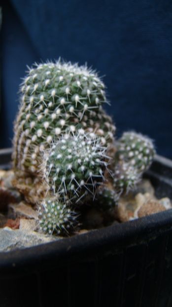 Rebutia minuscula - Rebutia Aylostera