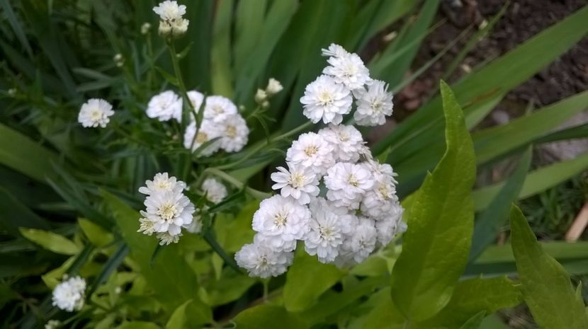 Gypsophila - Geranium si alte perene
