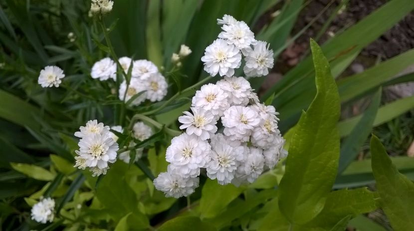  - Phlox si alte perene