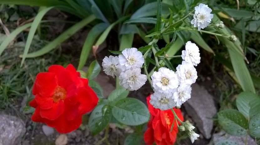  - Geranium si alte perene