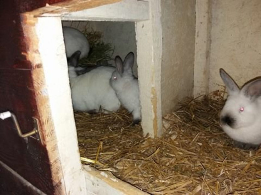  - Arhivă-Californieni