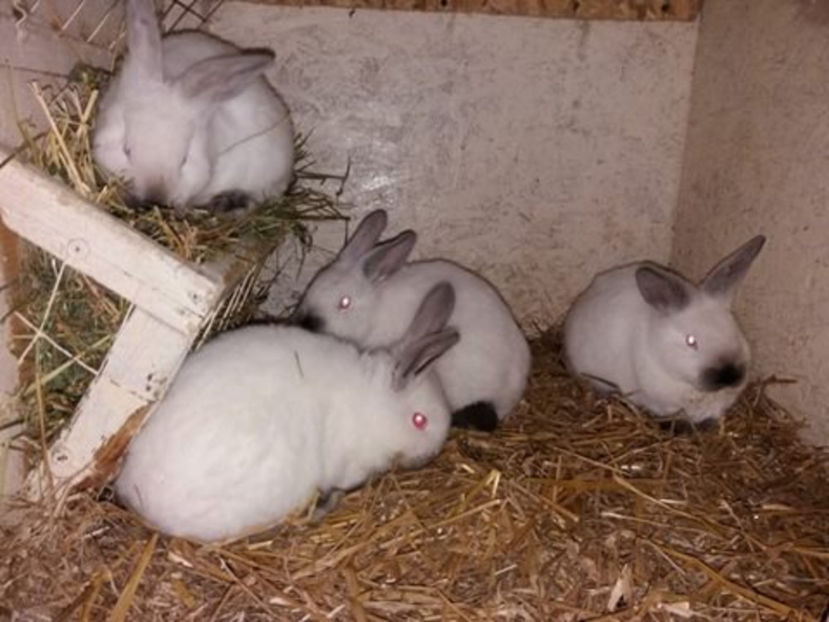  - Arhivă-Californieni