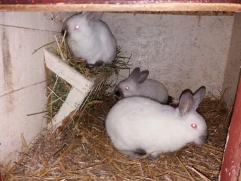  - Arhivă-Californieni