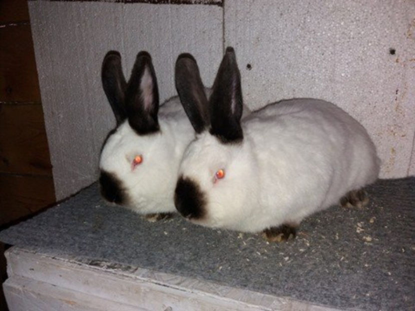  - Arhivă-Californieni