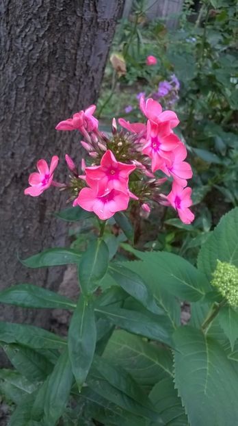  - Phlox si alte perene