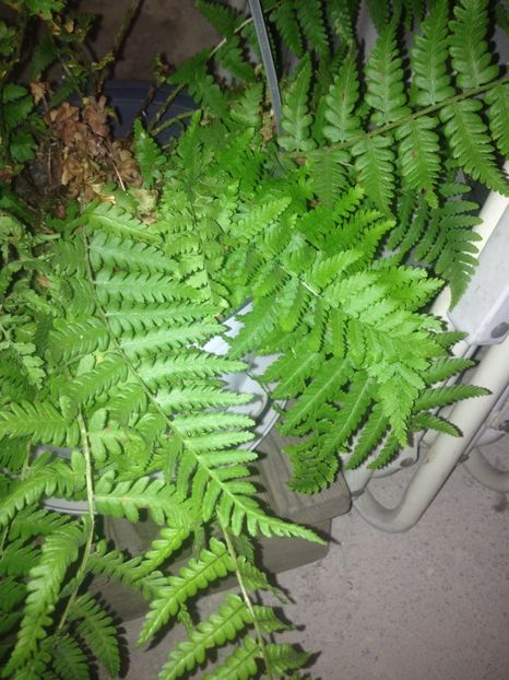 image - plante verzi