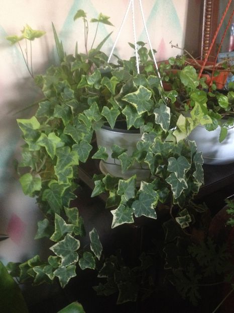 image - plante verzi
