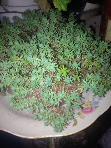 image - plante verzi