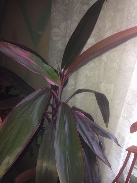 image - plante verzi