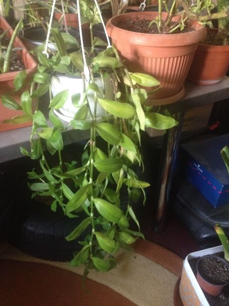 image - plante verzi