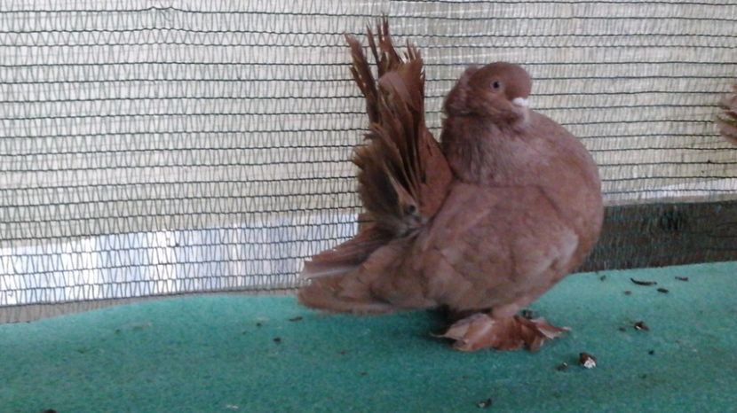  - Rostow galben cu mot MASCULI 2017