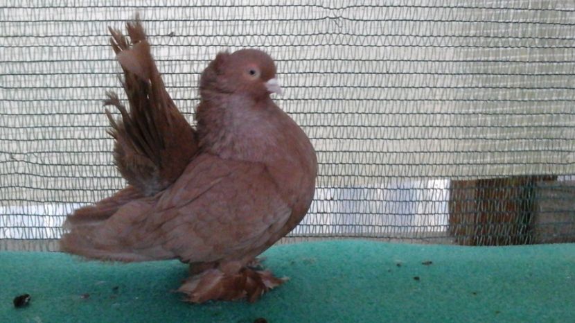  - Rostow galben cu mot MASCULI 2017