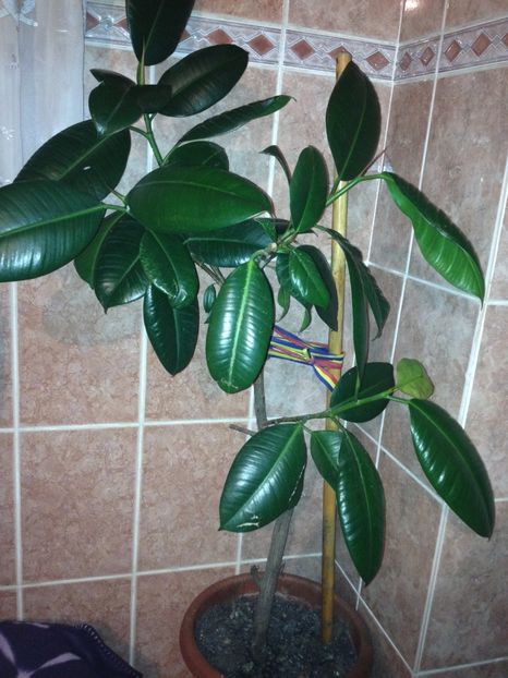 image - plante verzi