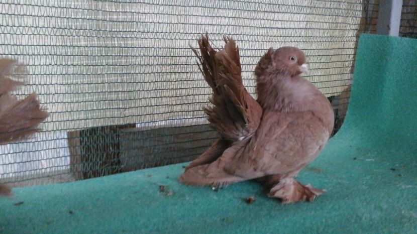  - Rostow galben cu mot MASCULI 2017